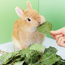 1 For 1 Special Bundle! Premium Strawberry Leaves For Rabbits & Small Animals (35g + 35g) 