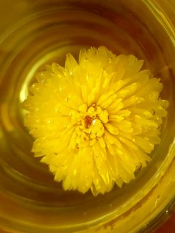 Kuai Tea™ - Royal Chrysanthemum from organic farm 筷茶有機皇菊