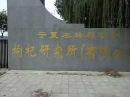 Kuai Tea™ - Ningxia Gojiberries 筷茶™寧夏枸杞 （農科院研究所產）