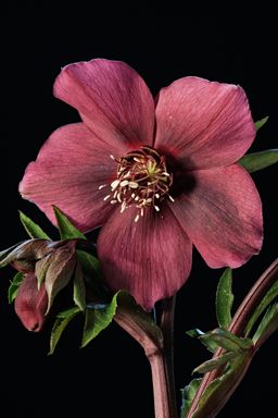 Helleborus Queens Red
