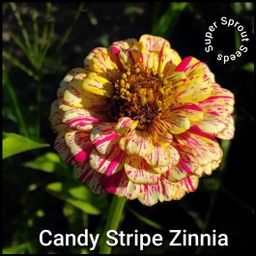 Candy stripe zinnia x 25 seeds 