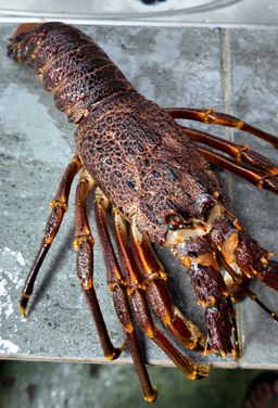 Premium Afrika Rock Lobster