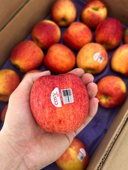 5 x USA Envy Apple L