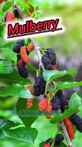 1579 MULBERRY ALTHUNSA 