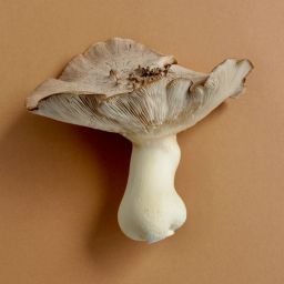 Spore Gardens Royal Trumpet Mushroom 350G