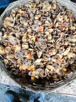 Kasese(Brown small mushroom 