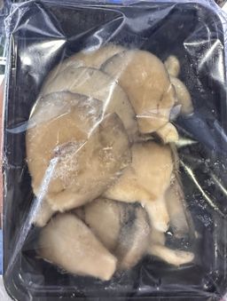 Hongos Ostra (Oyster)