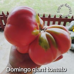 DOMINGO GIANT TOMATO x 10 seeds