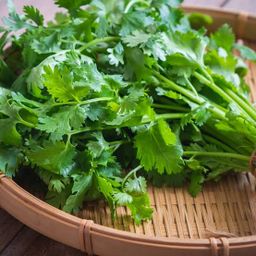 Coriander leaves bunch 