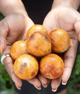Nwannu Agbalumo 3pcs