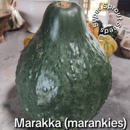 Marakka pumpkin x 10 seeds