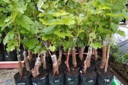 Bibit Anggur Tabulampot 45 cm