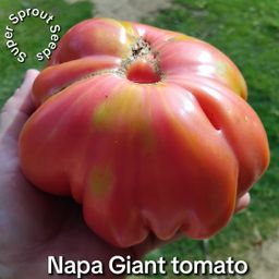 🍅NAPA GIANT TOMATO🍅 x 10 seeds