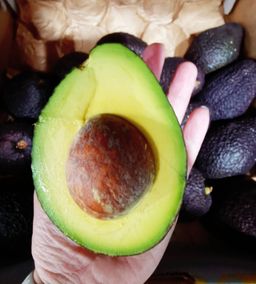 Mexico Jumbo Avocado