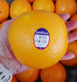 Sunkist Orange (L)