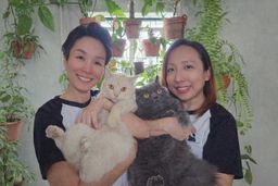  Platinum Resident Cat Memberships 