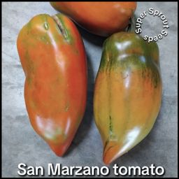 San Marzano paste tomato x 10 seeds