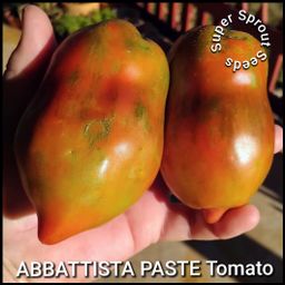 Abbattista paste tomato x 10 seeds⁸