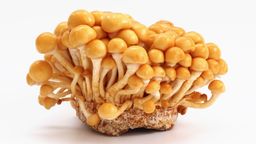 Kabutori Nameko Mushroom NAGASAKI 150g Pack 🍄‍🟫 (Limited Stock) 