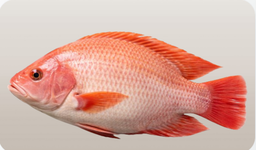 Tilapia Merah 300/500g - Clean