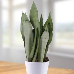 Sansevieria