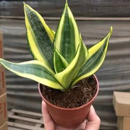 Sansevieria