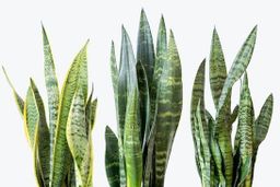 Sansevieria