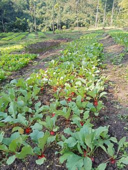 Radish ຫົວເລດິດ