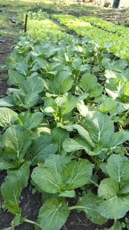 Choy Sum ຜັກກາດຊອມ (ກວາງຕຸ້ງດອກເຫລືອງ)