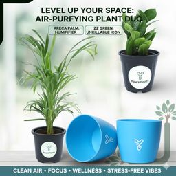 Areca Plam & ZZ Green, Air-purifier  Indoor Plant for Beginner | Plant in 4" Pots + 2 Colorful Round Planters