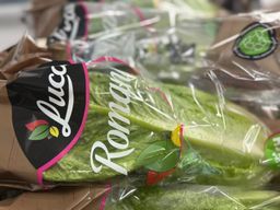 خس كبير | Romana Salat