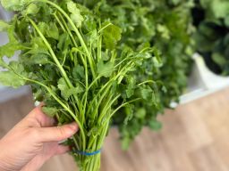 كزبرة | Koriander