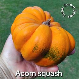 Acorn squash x 6 seeds 