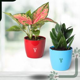 ZZ Green & Pink Aglaonema: The Low-Maintenance Aesthetic Plant Set for Focus & Clean Air