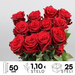 Rosa ec Explorer 50cm 