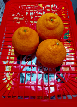 PAPA MANDARIN ORANGE 