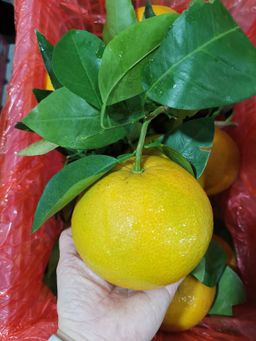 Tangerine King (with leaves)