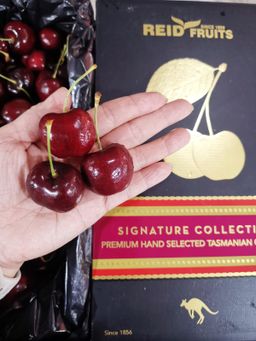 Tasmania Cherry 34+mm