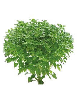 AROMÀTIQUES I REMEIERES