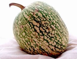 Carabassa de Cavell D´Àngel