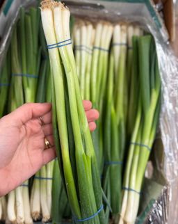 بصل أخضر | Lauchzwiebel