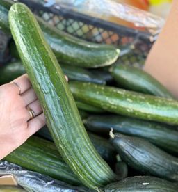 خيار كبير | Gurke 