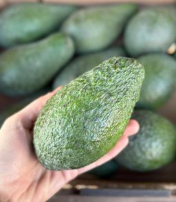 أفوكادو (XXL) | Avocado