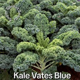 Kale Vates Blue x 50 seeds