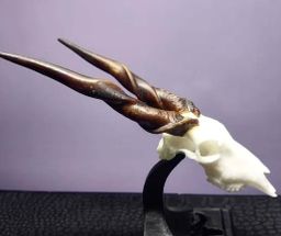 Animal Skulls Eland