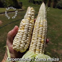 Groenmielie / Zama maize x 25 seeds organic 