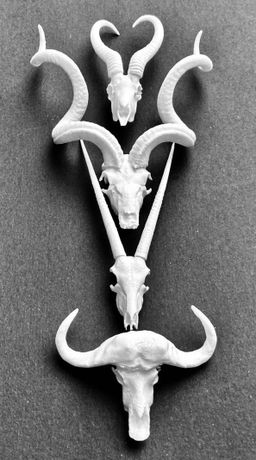 Animal Skulls Oryx’s 