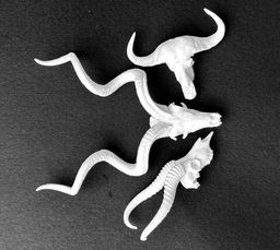 Animal Skulls Springbok