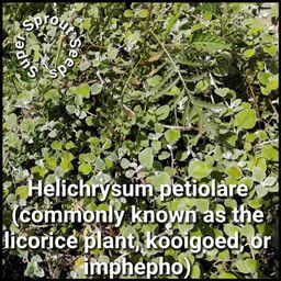 Impepho (Helichrysum petiolare) x 50+ seeds