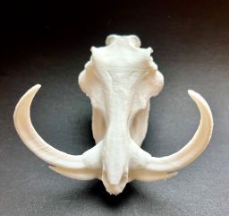 Animal Skulls Warthog